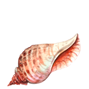 shell illustration